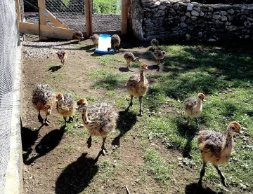 В Белгун вече гледат щрауси