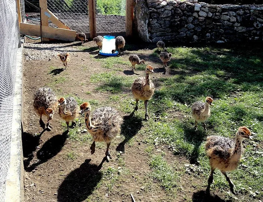 В Белгун вече гледат щрауси