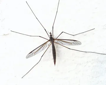 Русе и Гюргево пръскат заедно срещу комарите