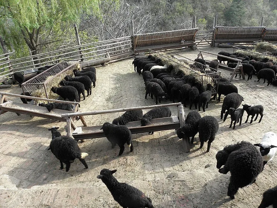 Фонд "Земеделие" изплати 15 млн. лв. на животновъдите 