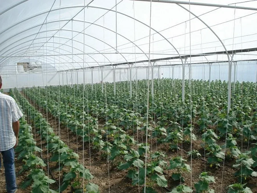 Земеделието победи изборите в най-голямото петричко село