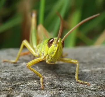 Започва въздушно третиране срещу марокански скакалци 