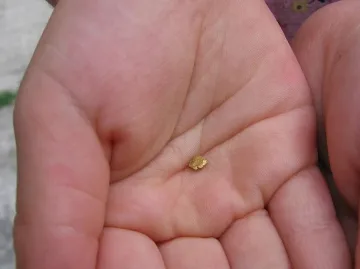 Злато в полите на Витоша