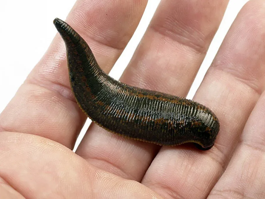 Пиявици свалят високото кръвно