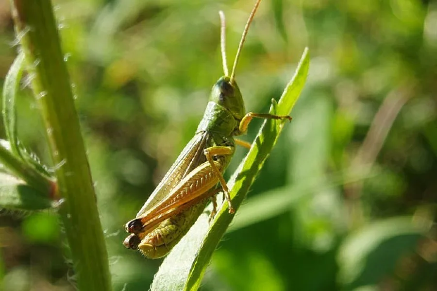 Вземат спешни мерки срещу скакалците в Пиринско