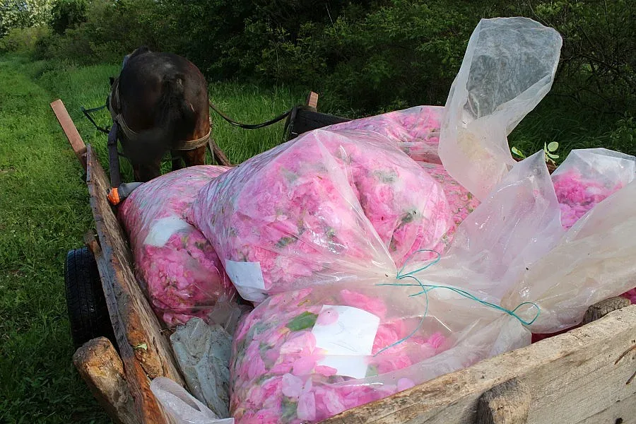 Дъждовете спират розобера