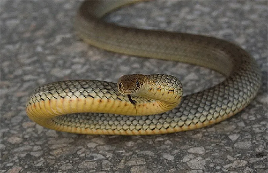 Откриха змия в рейс с пътници