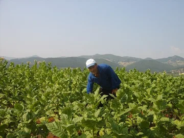 Българите на Албиона се увеличили