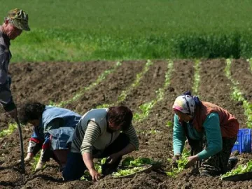 Дъждове забавиха разсаждането на тютюна в Кърджалийско 