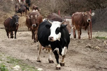 Дават още 4 млн. лв. помощ за изхранване на животни