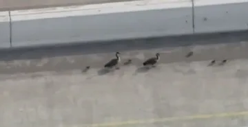 Гъски предизвикаха задръствания в Чикаго