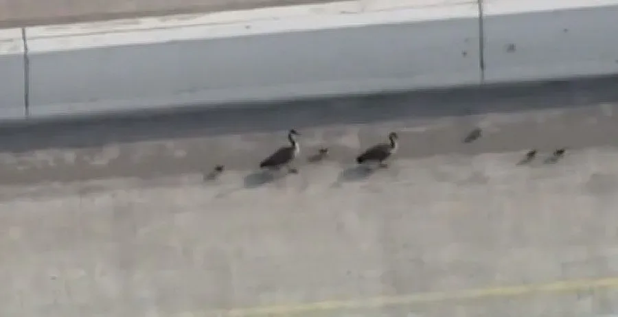 Гъски предизвикаха задръствания в Чикаго