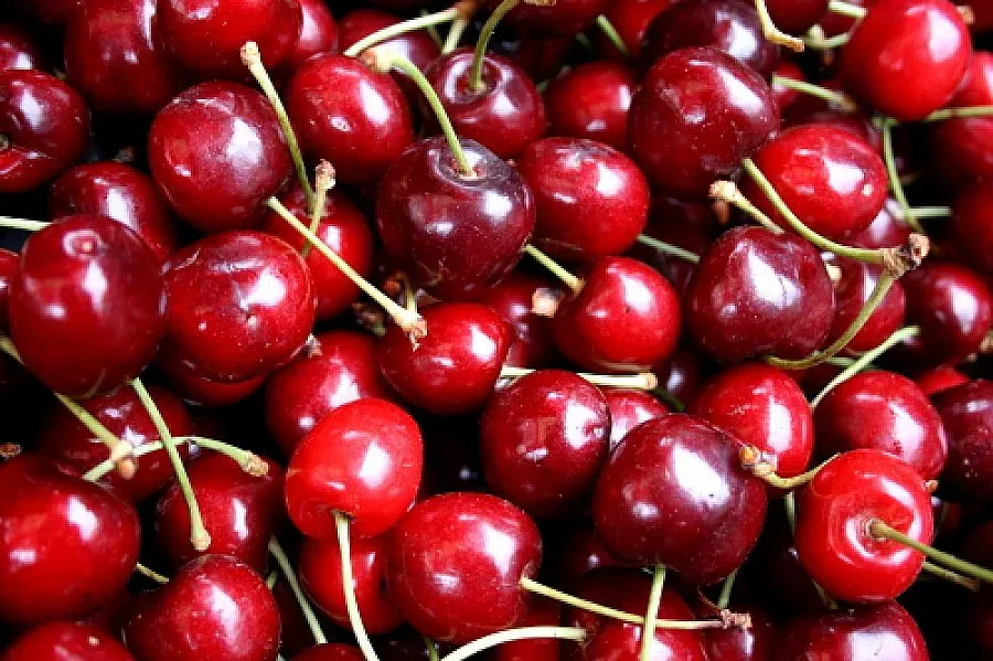 Дъждовете отмили черешовата реколта