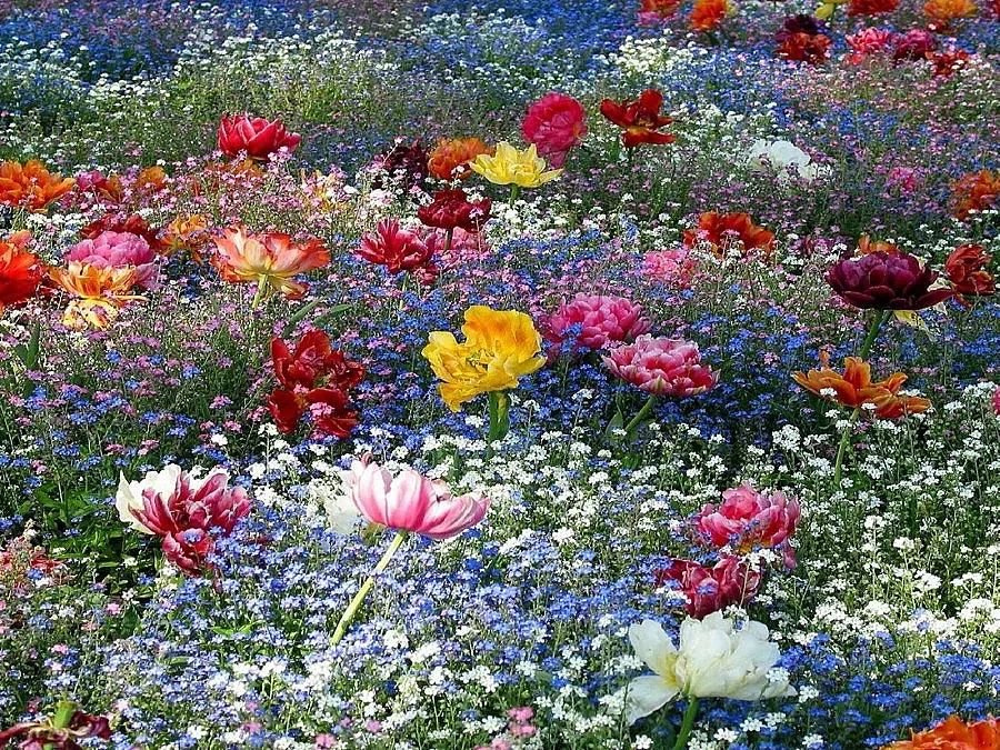 Разкрасяват Пловдив с два милиона цветя