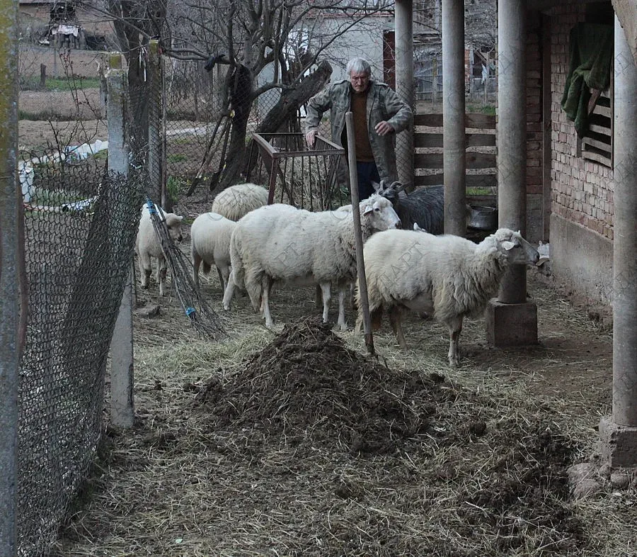 Роми продават по-евтино крадени агнета