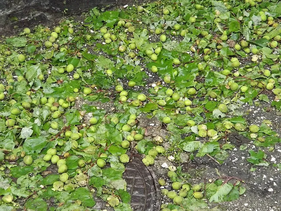 Силна градушка нанесе щети във Врачанско