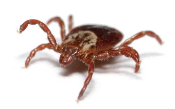 Първа жертва на кърлеж