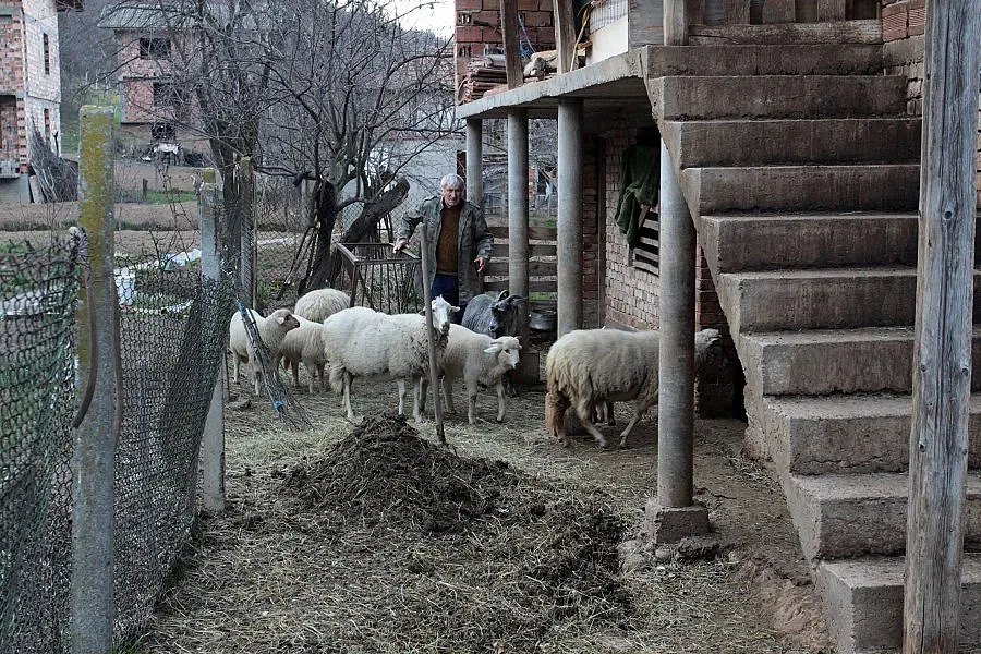 Наши горят със сръбски агнета