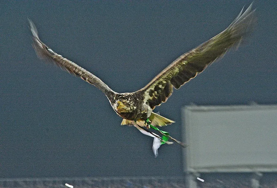Орлицата на „Лудогорец" се върна, гонила гларуси