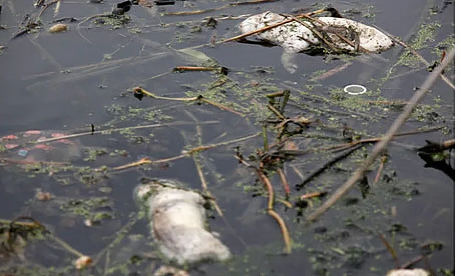 170 мъртви прасета са открити в река в Китай