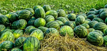 Диня през октомври! Земеделието се променя