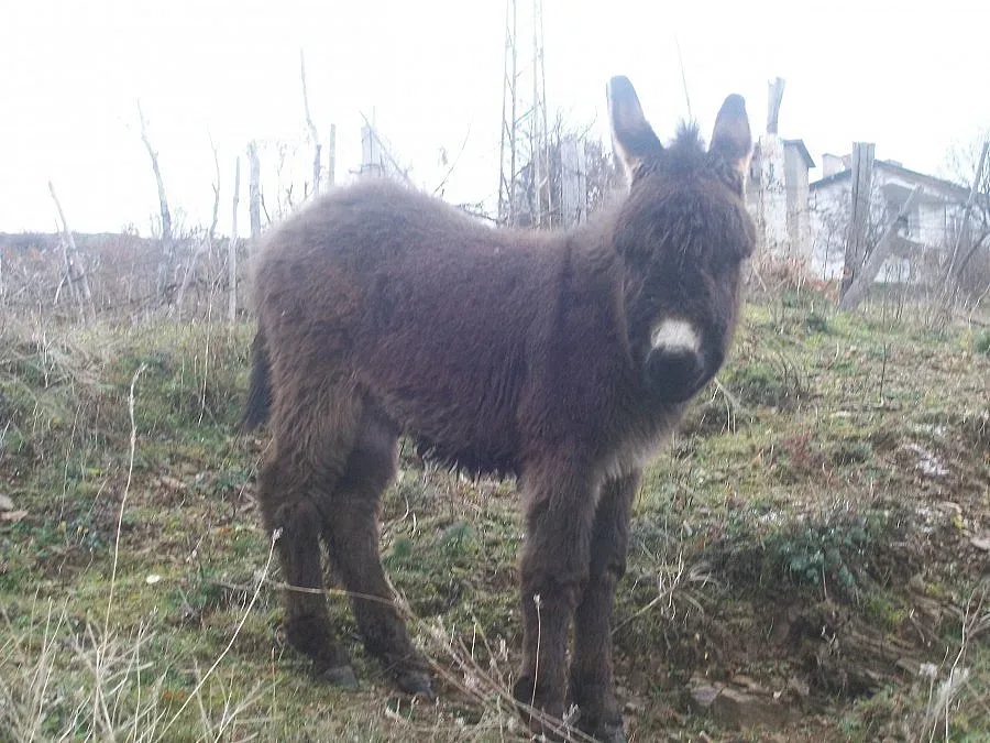 Магарето влиза в селски герб