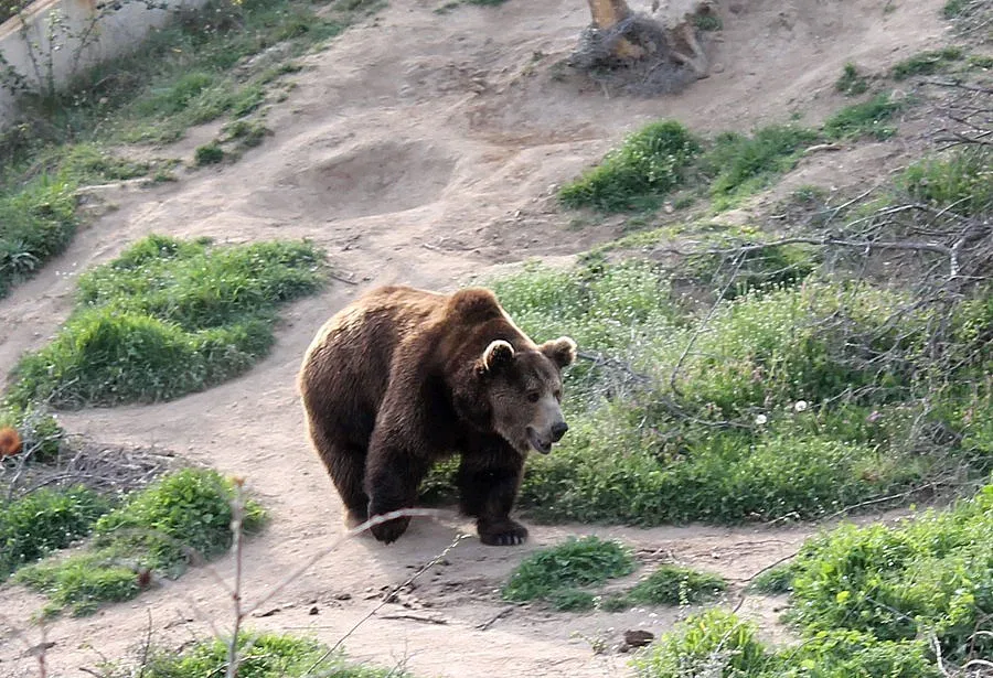 Мечки нападнаха имоти в Смолянско