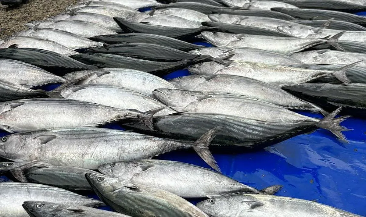 Къде изчезна любимата на българите риба?