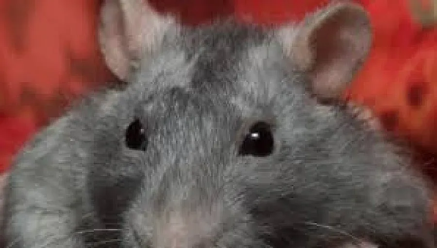 Край на яденето на плъх на скара в Кот д'Ивоар