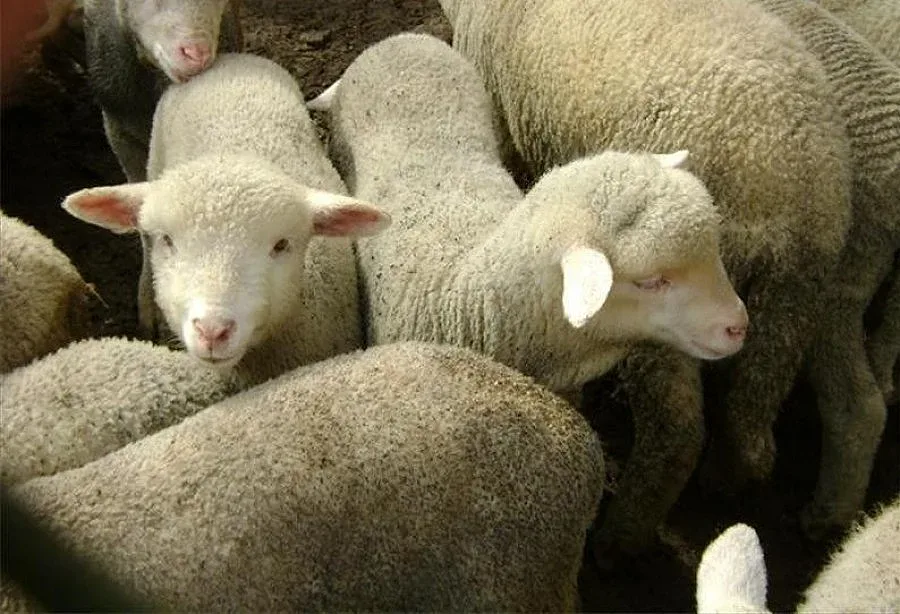 Бум на кражби на агнета преди празниците