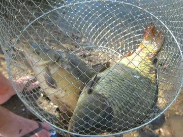 Забраняват любителския риболов от днес до 23 май