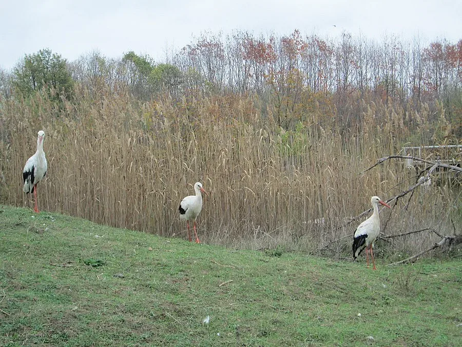Еколози ще искат промени в закона за спасителните центрове за животни