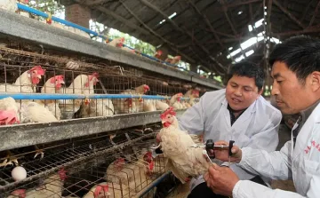 Япония регистрира случай на птичи грип