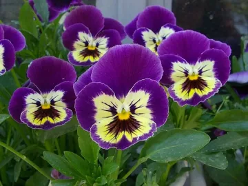 Дават сервиз за чай срещу засадени теменужки