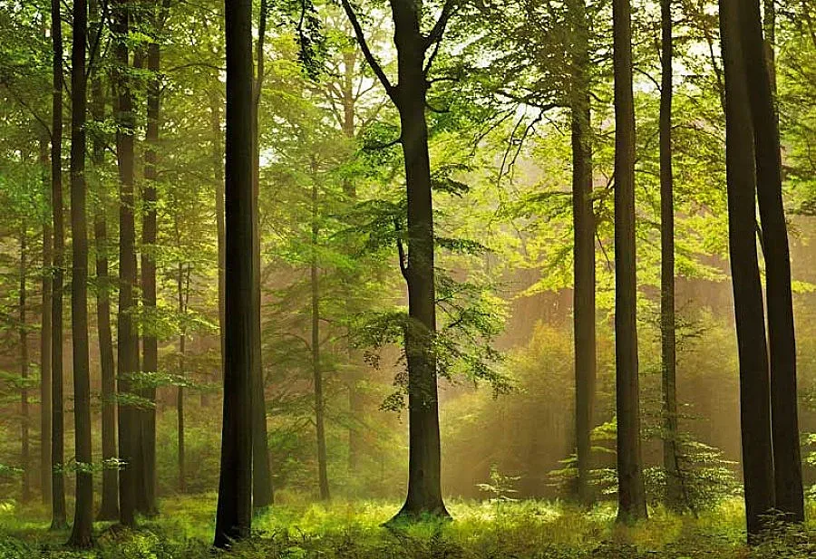 Пазят с хеликоптер общински гори