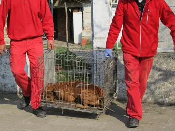 Почина жената, която бе нахапана от питбули