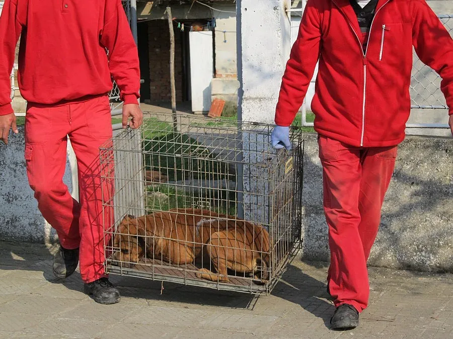 Почина жената, която бе нахапана от питбули