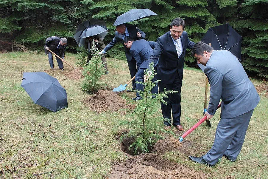 Кметове и горски шефове засадиха фиданки  в района  на  „Белите брези”