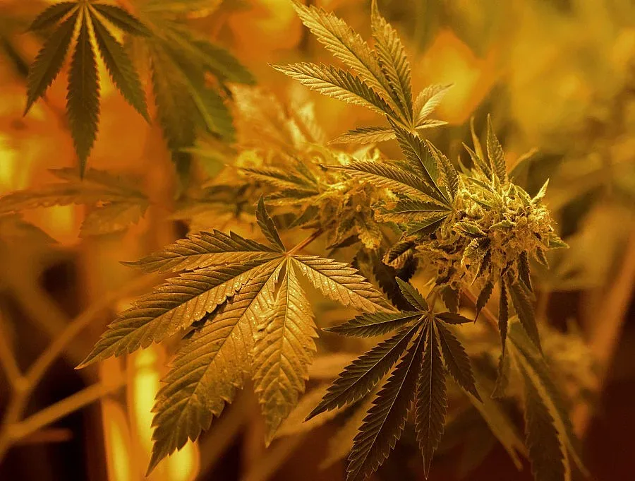 Арестуваха мъж за 0,5 грама канабис