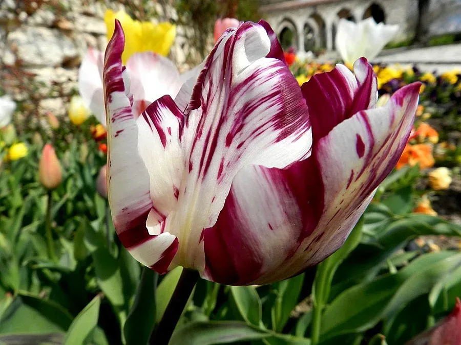 Цветна феерия от парад на лалетата радва гостите на Балчик