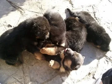 Селски кмет спасява 9 новородени кученца   