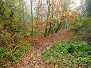 Инж. Рамаданов: Да опазим гората от пожари и съхнене
