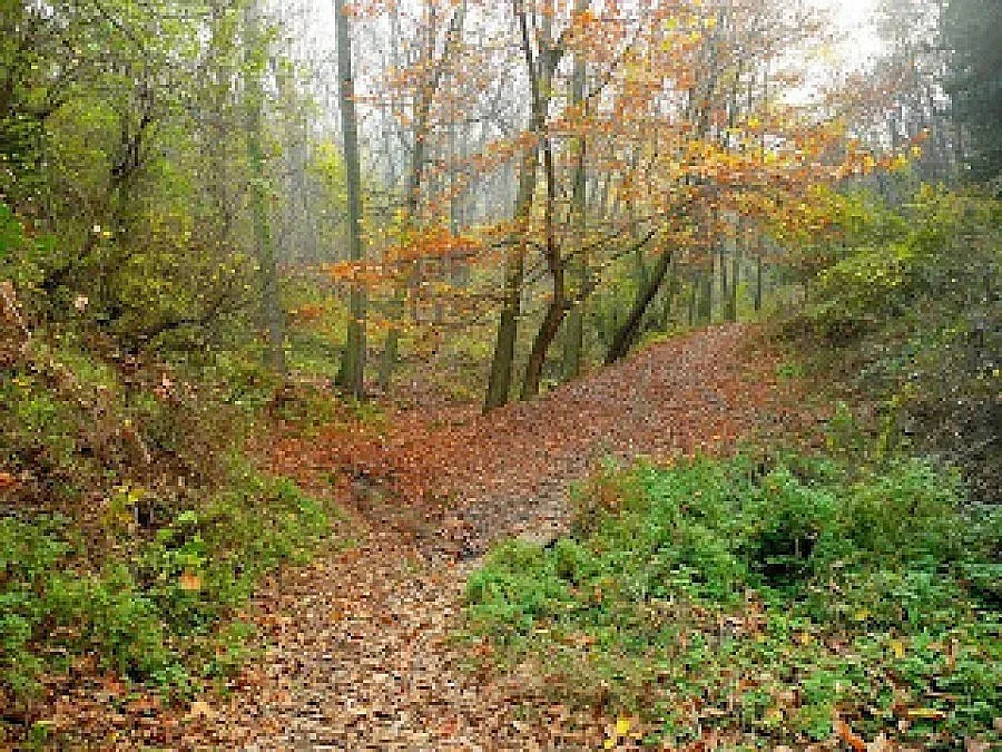 Инж. Рамаданов: Да опазим гората от пожари и съхнене