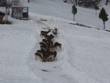  200 хил. лв. от ловен туризъм реализира ДЛС „Женда” през 2013-а 