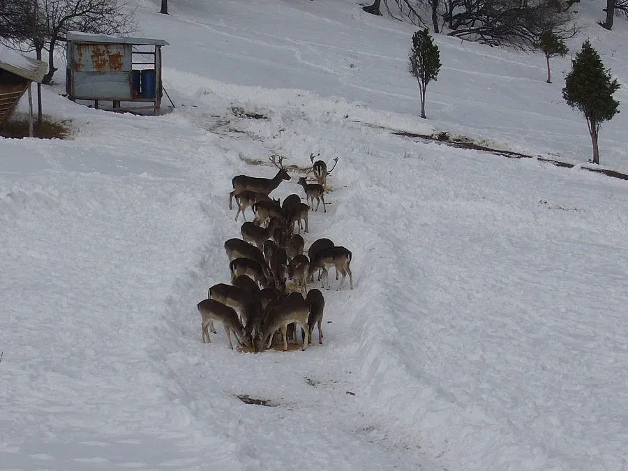 200 хил. лв. от ловен туризъм реализира ДЛС „Женда” през 2013-а