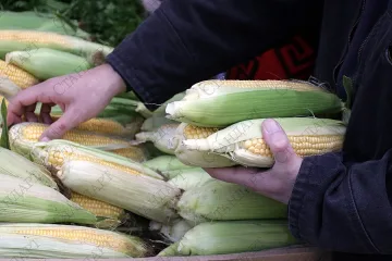 Изнасяме царевица и люцерна за Китай