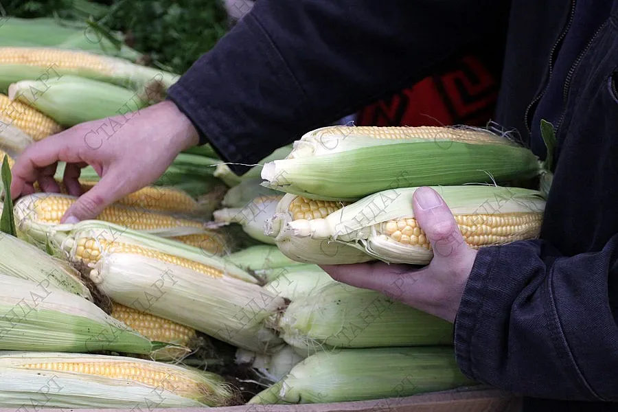 Изнасяме царевица и люцерна за Китай