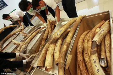 Заловиха 1 тон слонова кост в Сингапур