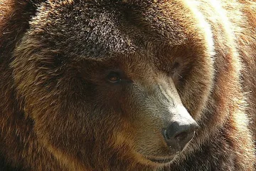 Сдружение сменя „апартамента” на кафява мечка