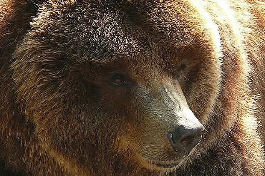 Сдружение сменя „апартамента” на кафява мечка
